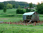 Hens on Pasture